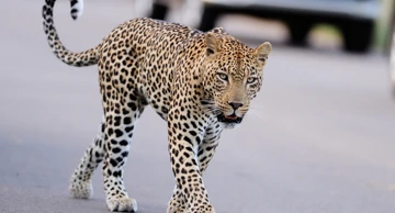 Leopard na urbanom području, ilustracija