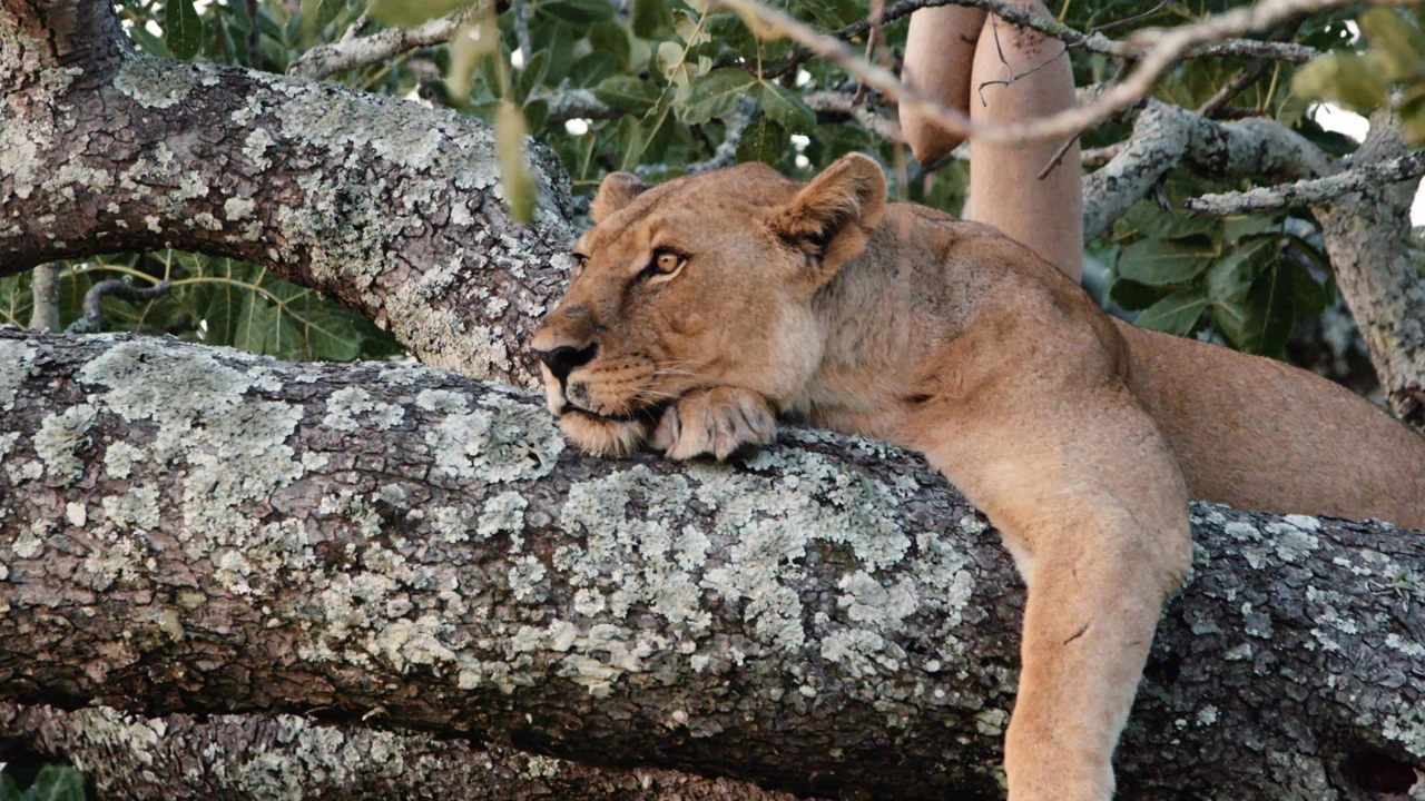 Ponedjeljak, 20. travnja na Drugom, Foto: Katavi: Sjena iznad raja/dokumentarna serija