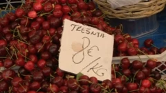 Prve slasne trešnje iz Ravnih kotara