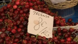 Prve slasne trešnje iz Ravnih kotara