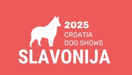 dog shows