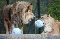 "Zekanje u ZOO", Foto: Slavko Midzor/PIXSELL