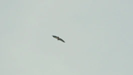 Supovi se vratili na Učku