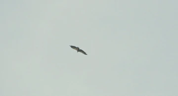 Supovi se vratili na Učku