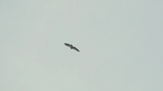 Supovi se vratili na Učku