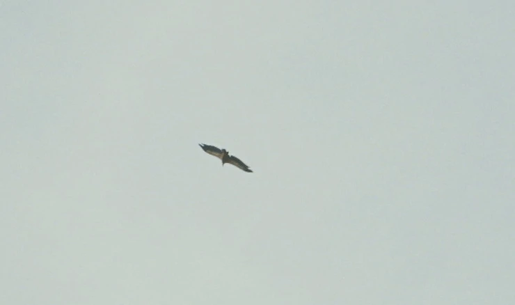 Supovi se vratili na Učku