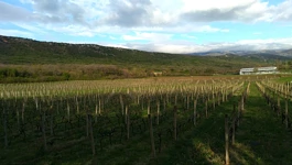 Vinogradi Pavlomir (Foto: Vjekoslav Madunić)
