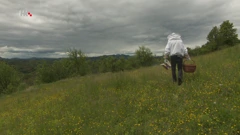 Teški dani za pčelare , Foto: Puls/HTV/HRT