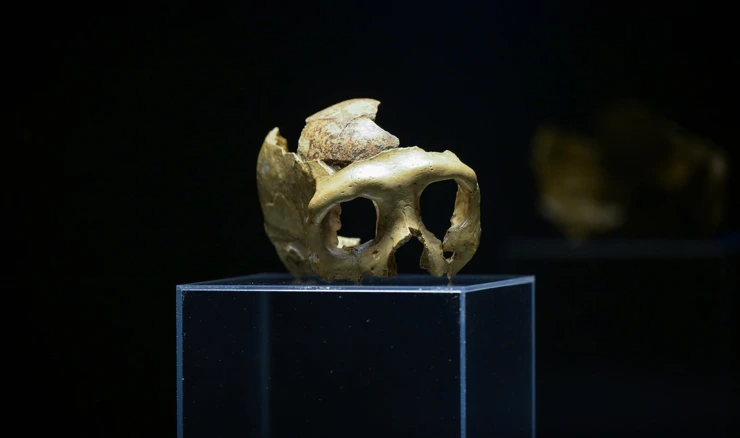  "Lubanja C - svjetska paleoantropološka baština"