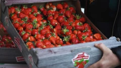 Vrgoračke jagode