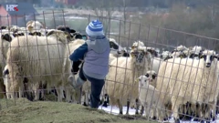 Ovčarstvo podno Plešivice