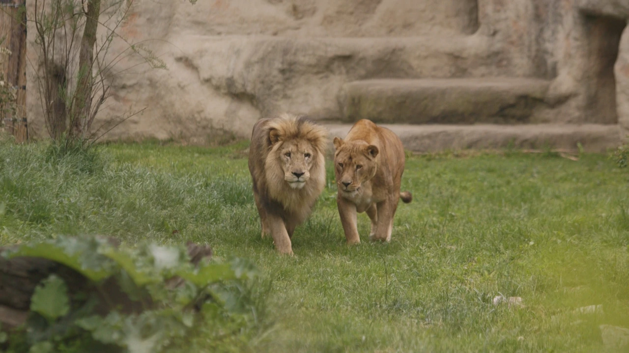 Subota, 7. ožujka na Prvom , Foto: Divlja ZOOna/dokumentarna serija 