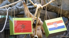 Gibon u Zoološkom vrtu bira pobjednika između Hrvatske i Maroko