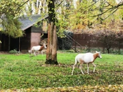 Sabljorogi oriksi, Foto: ZG Zoo/HRT