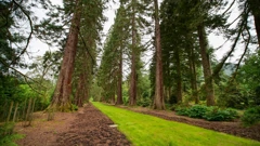 Subota, 4. travnja na Prvom, Foto: Tajni život drveća: Mladost/dokumentarna serija