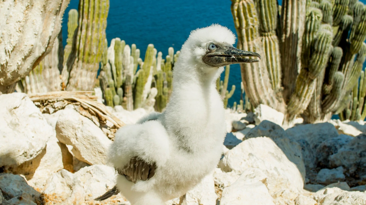 Četvrtak, 14. rujna na Prvom, Foto: Zeleni planet/dokumentarna serija