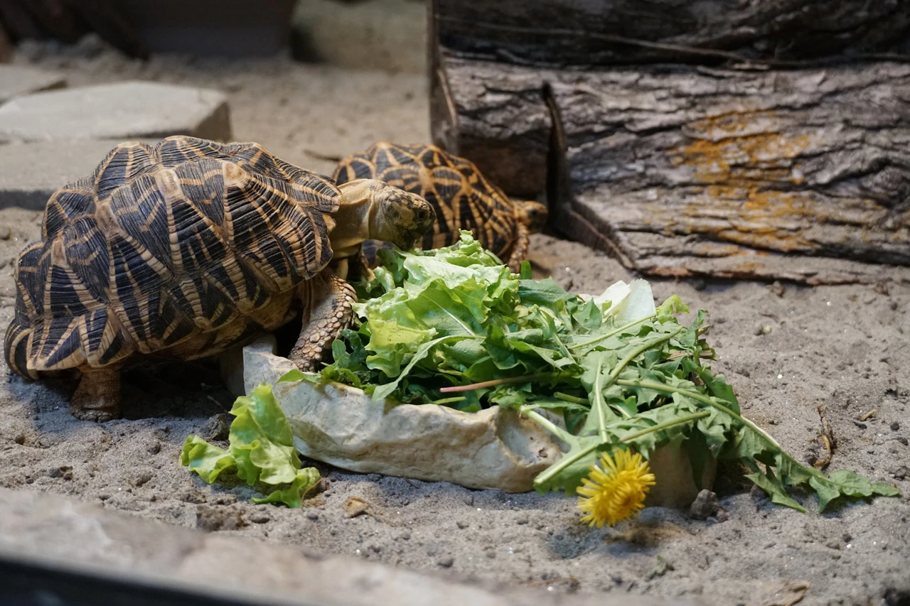 Indijske zvjezdaste kornjače u osječkom ZOO-u, Foto: ZOO Osijek/-