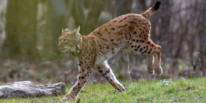 Foto: Goran Šafarek / Udruga Biom, Foto: -/-