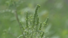 Ambrozija