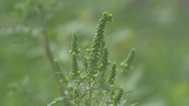 Ambrozija