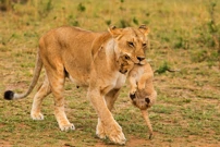 Ponedjeljak, 2. ožujka na Drugom, Foto: Lavlje bratstvo/dokumentarna serija