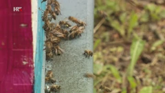 Pčele pred košnicom, Foto: Puls/HTV/HRT