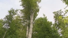 Medvednica