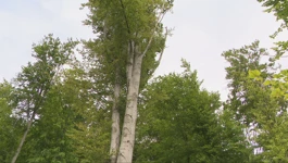 Medvednica
