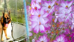 Razglednica iz Martinca - dnevnik jednog povratnika (43. dio)