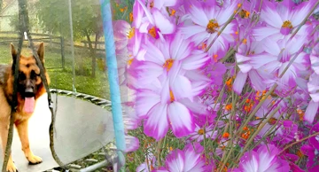 Razglednica iz Martinca - dnevnik jednog povratnika (43. dio)