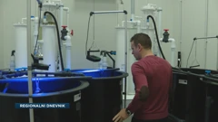 Mogu li se školjke uzgajati i mrijestiti u umjetnim uvjetima poput laboratorija?