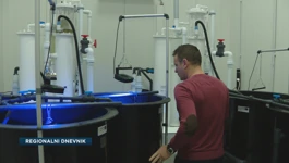 Mogu li se školjke uzgajati i mrijestiti u umjetnim uvjetima poput laboratorija?