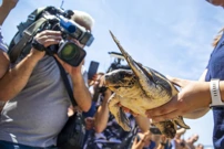 U more vraćena Victorija, oporavljena jedinka glavate želve, Foto: Sasa Miljevic/PIXSELL