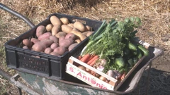 Gdje pucaju kratki opskrbni lanci?