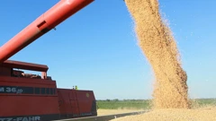 Klimatske promjene smanjit će urod pšenice 
