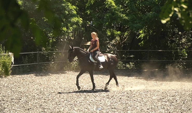Free Horse Style