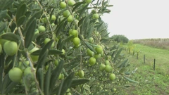 Berba maslina