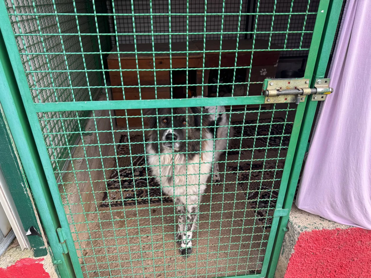 Azil za pse Viškovo, Foto: Vladimir Jurić/Radio Rijeka