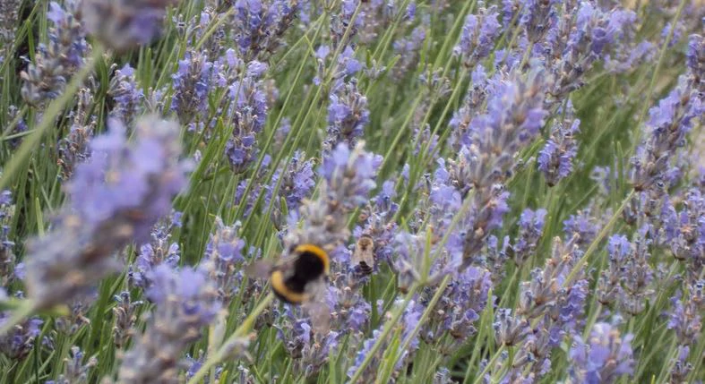 Lavendel (Foto: HRT)