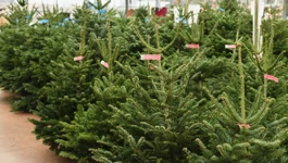 Božićna drvca na prodaju