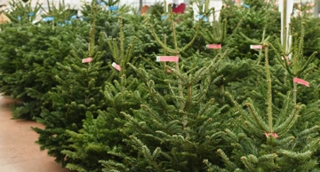Božićna drvca na prodaju