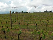 Mladi vinograd na pokušalištu FAZOS-a u Mandićevcu, Foto: M.Milas/Radio Osijek