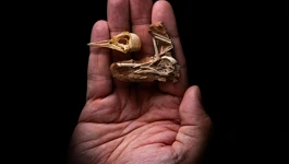 Navaornis hestiae 