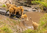 Ponedjeljak, 2. ožujka na Drugom, Foto: Lavlje bratstvo/dokumentarna serija