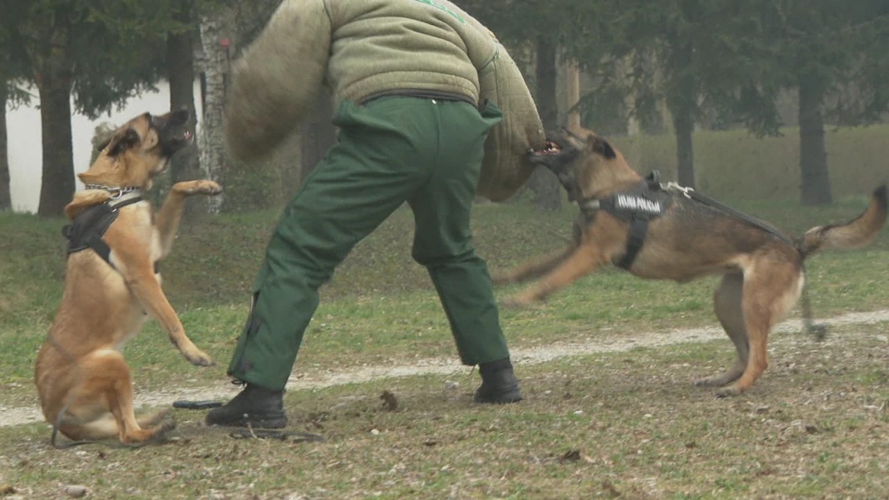 Vježba s obuke vojnih pasa , Foto: HTV/HRT