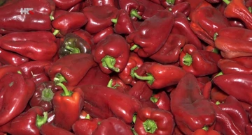 Novi simbol sela Tavankuta - paprika