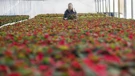 Proizvodnja cvijeća u Ludbregu