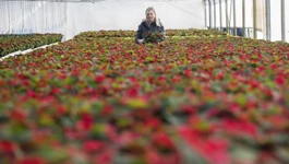 Proizvodnja cvijeća u Ludbregu