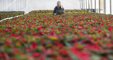 Proizvodnja cvijeća u Ludbregu
