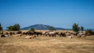 Cattle in the village of Maovice